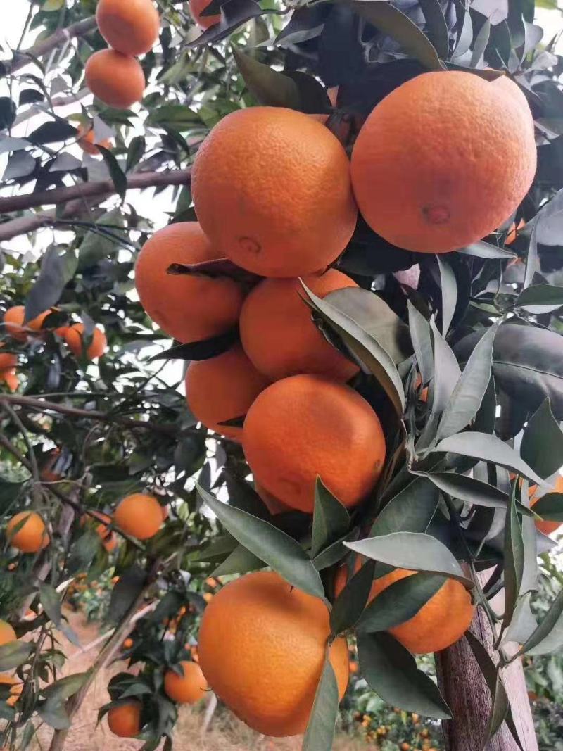 丹棱县爱媛果冻橙高中等级优质果对接所有渠道