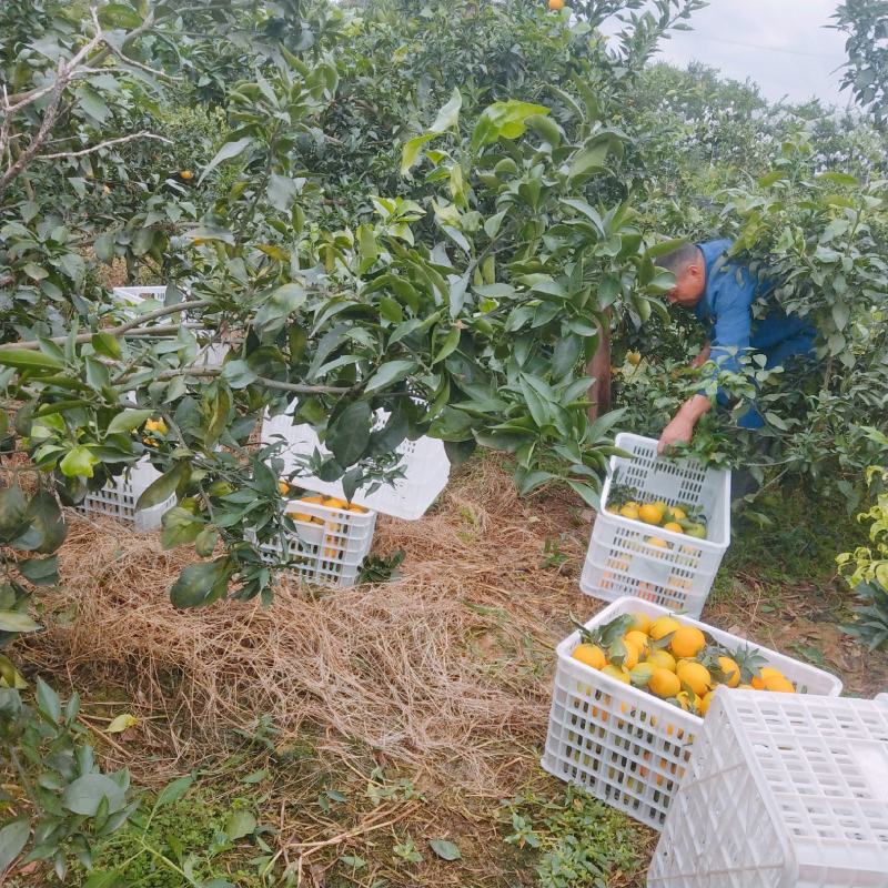 丹棱县爱媛果冻橙高中等级优质果对接所有渠道