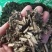 大蓟，正品野生新货大蓟，经营各种中药材欢迎咨询选购！
