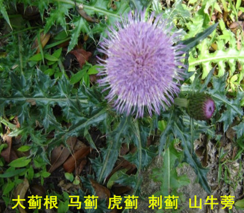 大蓟，正品野生新货大蓟，经营各种中药材欢迎咨询选购！