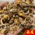 桑皮桑白皮供应各种中药材冷背货矿石等