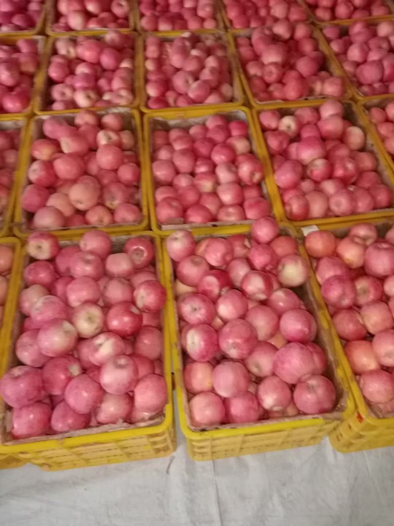 红富士苹果全是自产自销，我是农户，水分充足，颜色都是片红