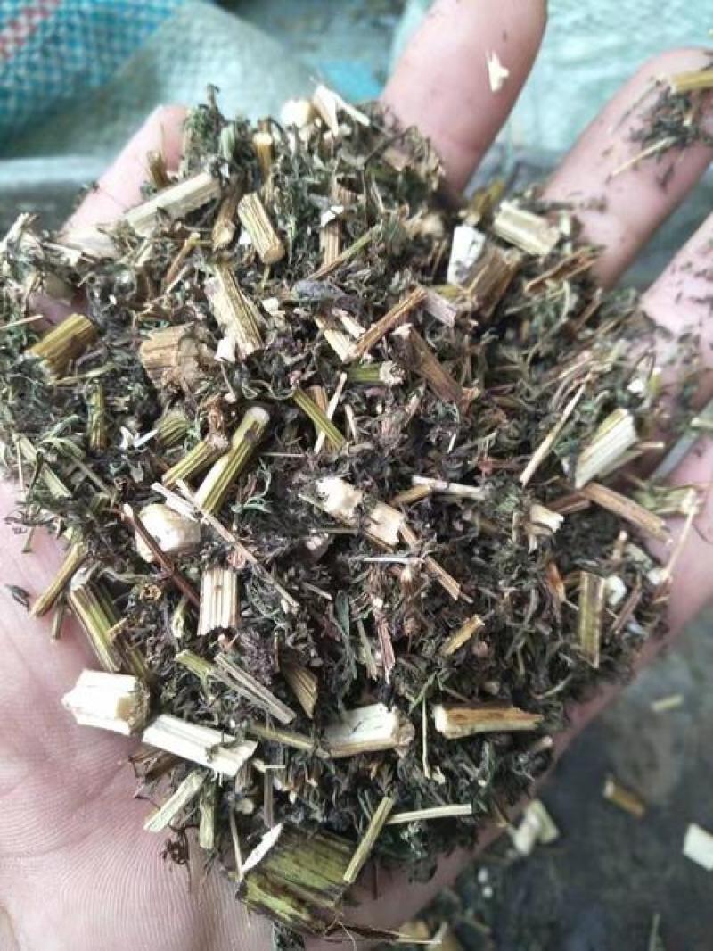 青蒿，正品野生青蒿新货质量保证，经营各种中药材欢迎选购