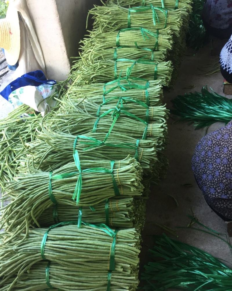 广东长豆角，现采现摘，精挑细选，市场或工场均可配货