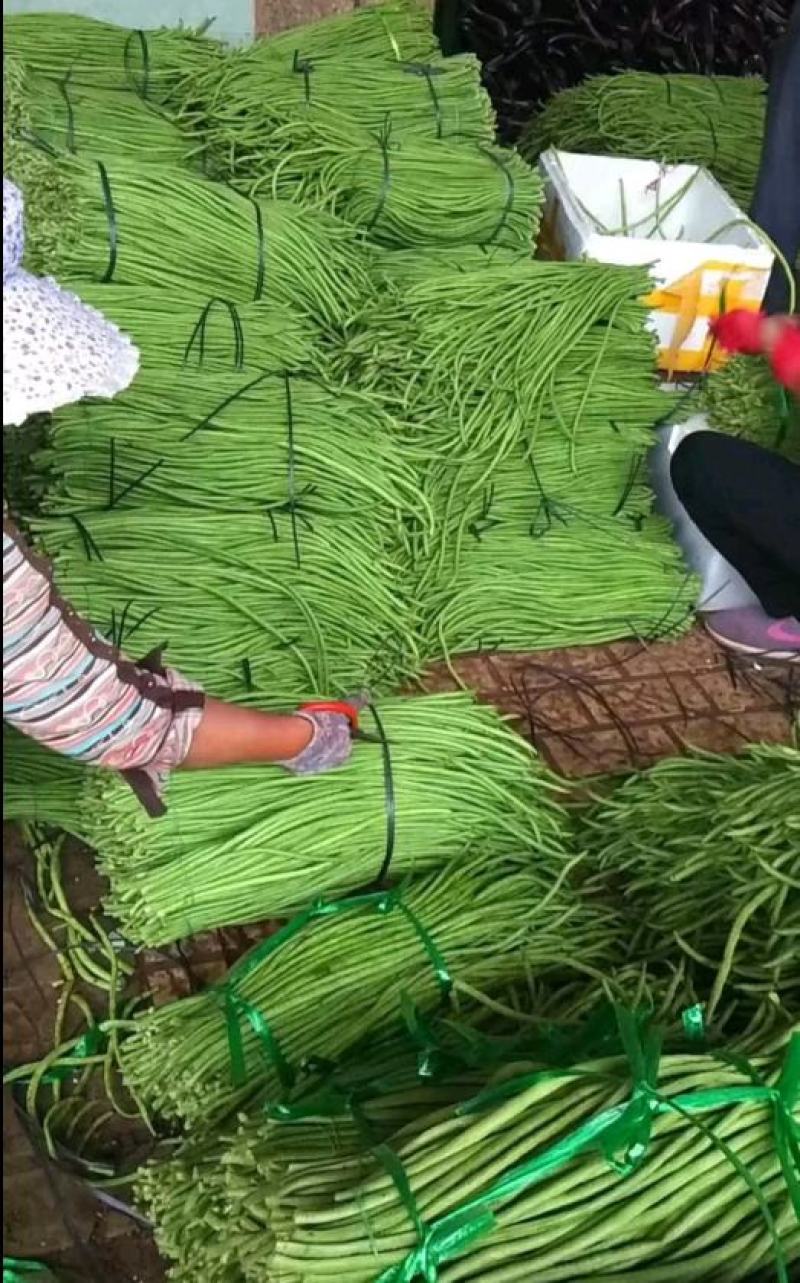 广东长豆角，现采现摘，精挑细选，市场或工场均可配货