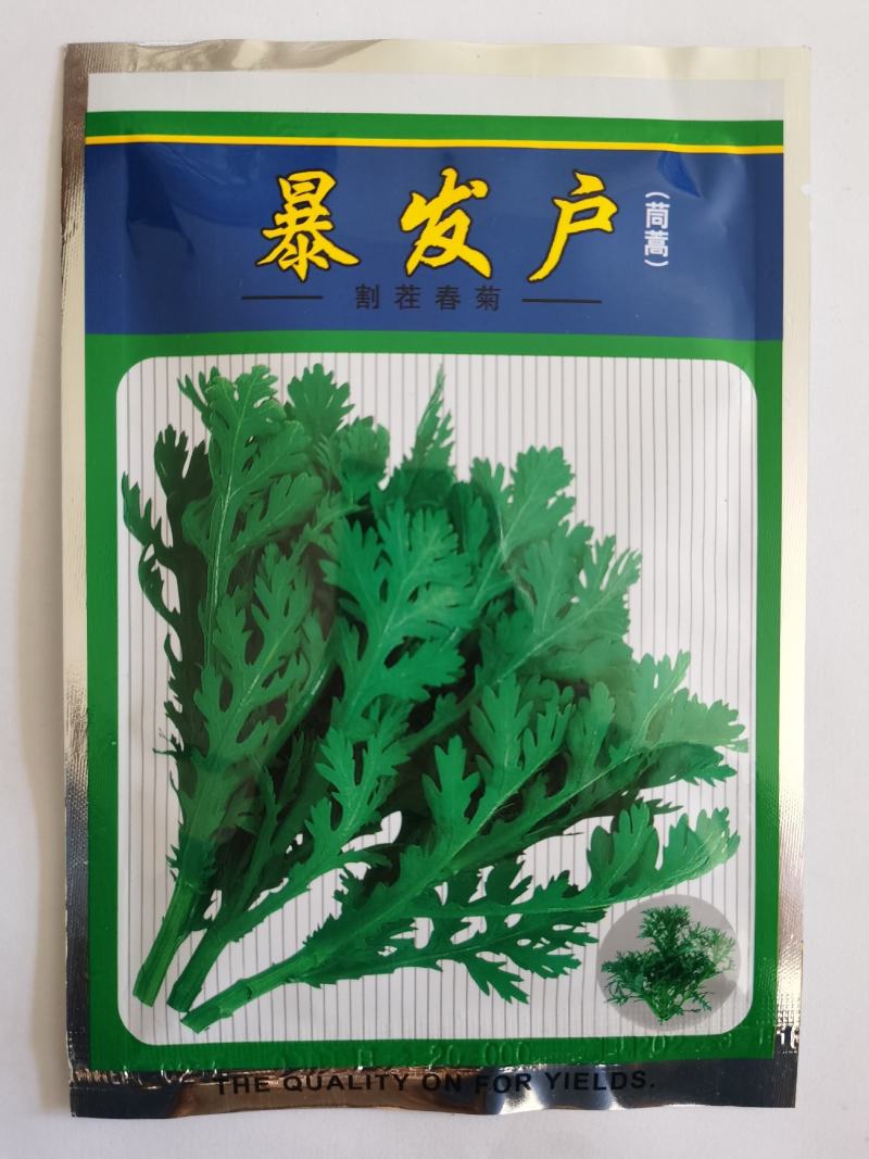 茼蒿种子产量高香味浓割茬春菊种子中小叶茼蒿种籽四季种植