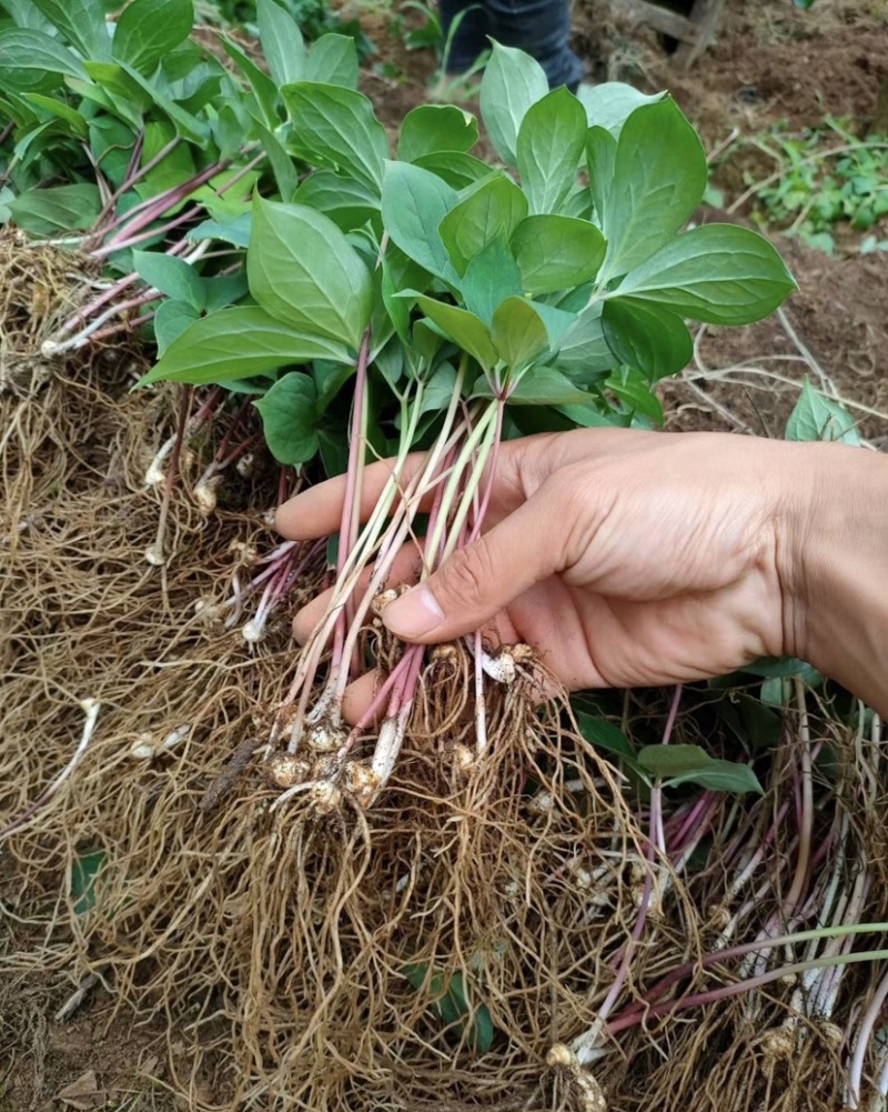 重楼苗七叶一枝花重楼种苗块茎芽头苗成活率高