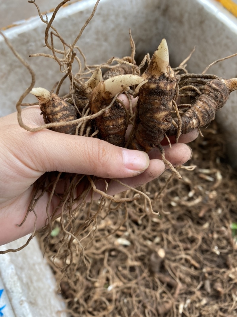 重楼苗七叶一枝花重楼种苗块茎芽头苗成活率高