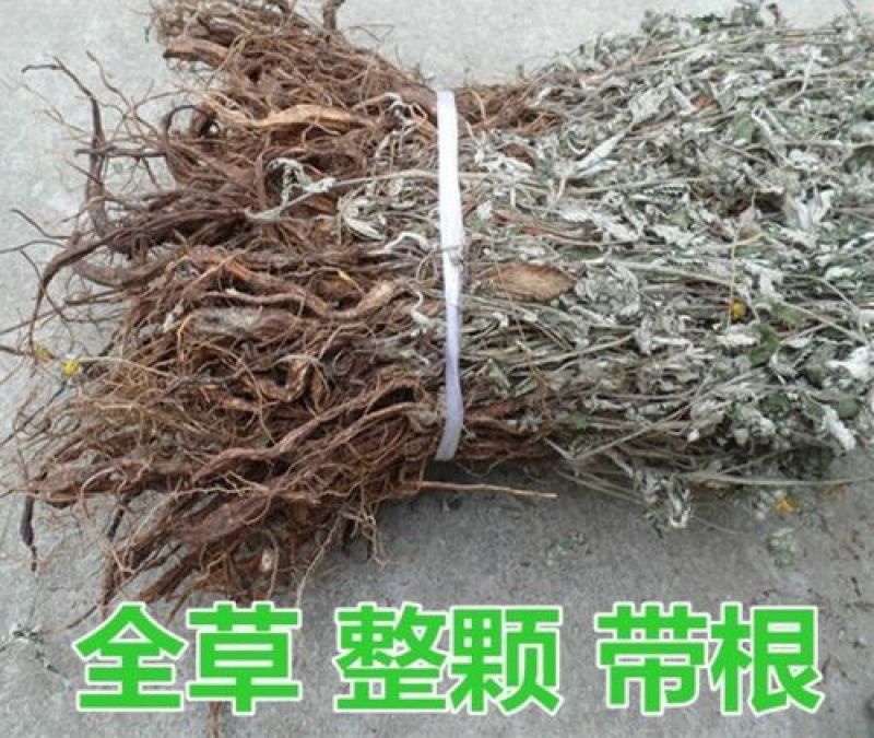 翻白草，正品野生新货翻白草，经营各种中药材欢迎咨询选购