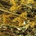 败酱草，野生黄花败酱草新货质量保证，欢迎咨询选购