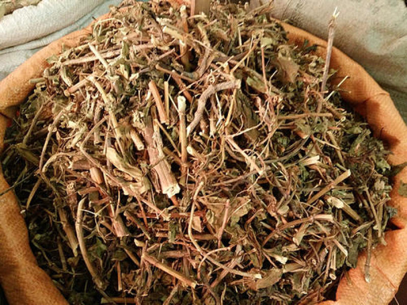 败酱草，野生黄花败酱草新货质量保证，欢迎咨询选购