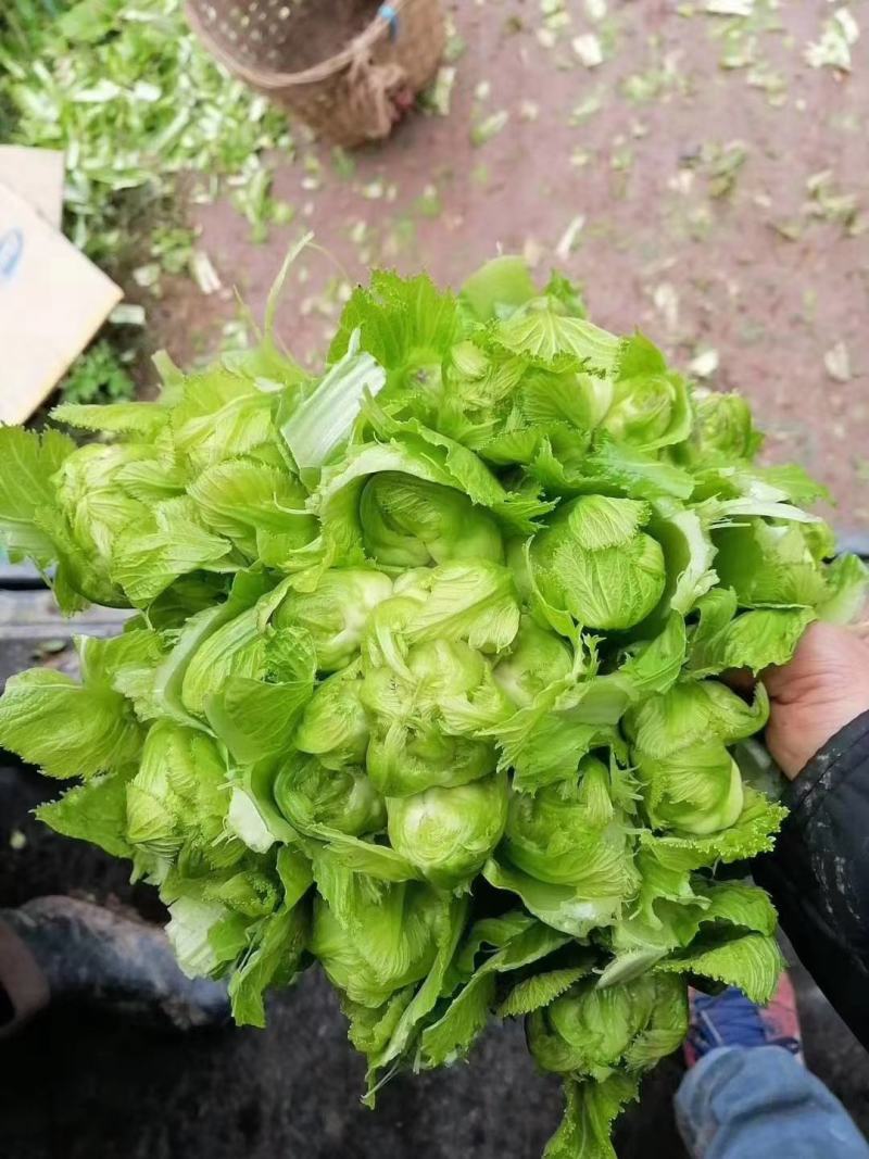 儿菜，抱子疥