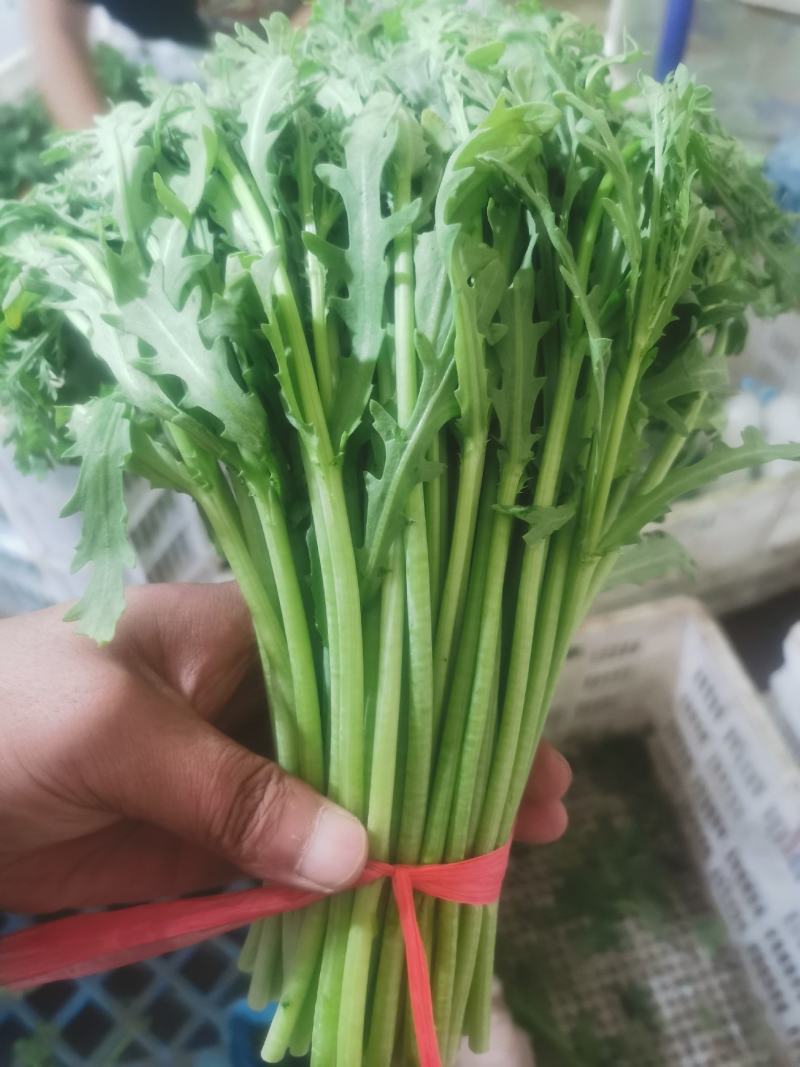寿光光杆茼蒿皇帝菜产地直发量大供应