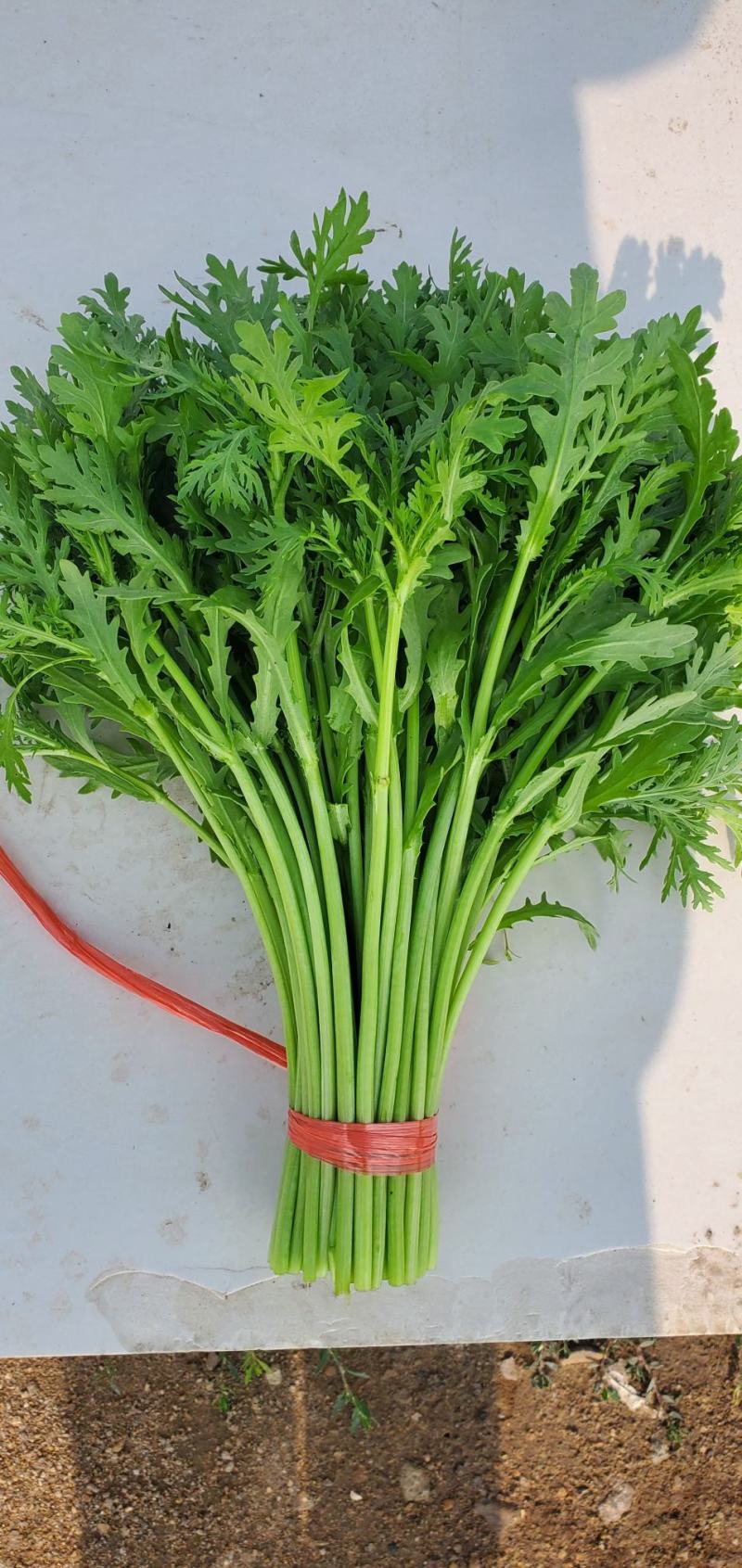 寿光光杆茼蒿皇帝菜产地直发量大供应