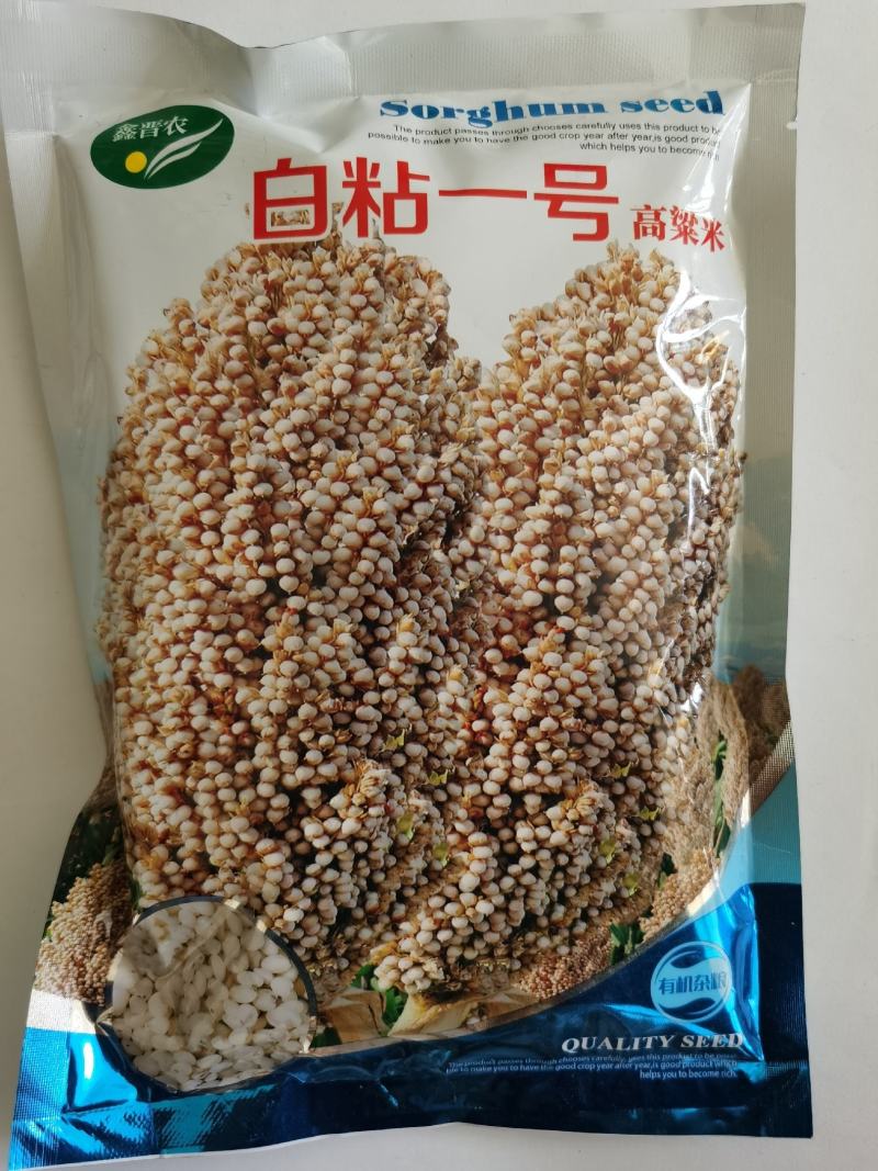 白粘一号高粱种子高粱种籽籽粒白透明高粱米种子