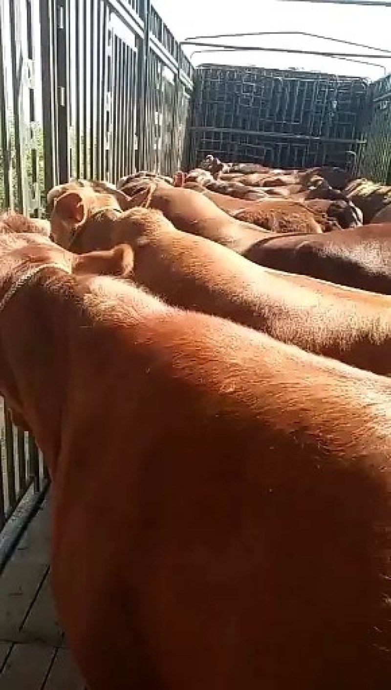甘肃陇南礼县骡马交易市场出售西门塔尔小牛犊