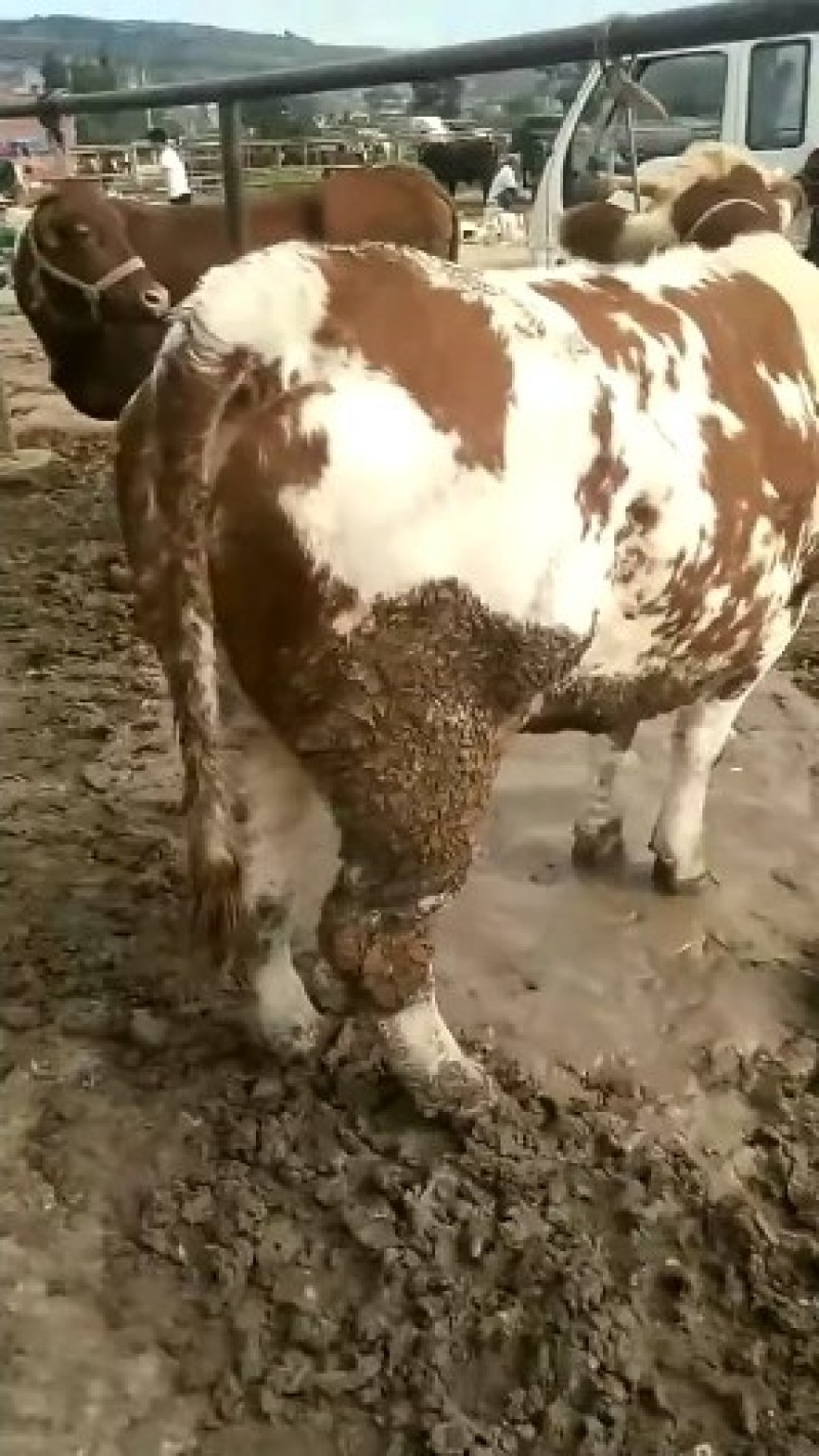 成品肉牛，品种齐全，肉牛，犊子。牛仔怀孕母牛大公牛大母牛
