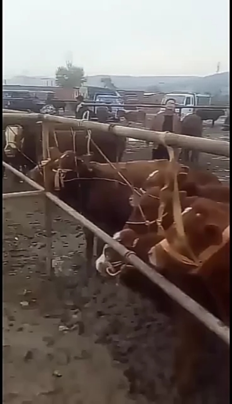 成品肉牛，品种齐全，肉牛，犊子。牛仔怀孕母牛大公牛大母牛
