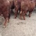 成品肉牛,品种齐全,肉牛,犊子。牛仔怀孕母牛大公牛大母牛