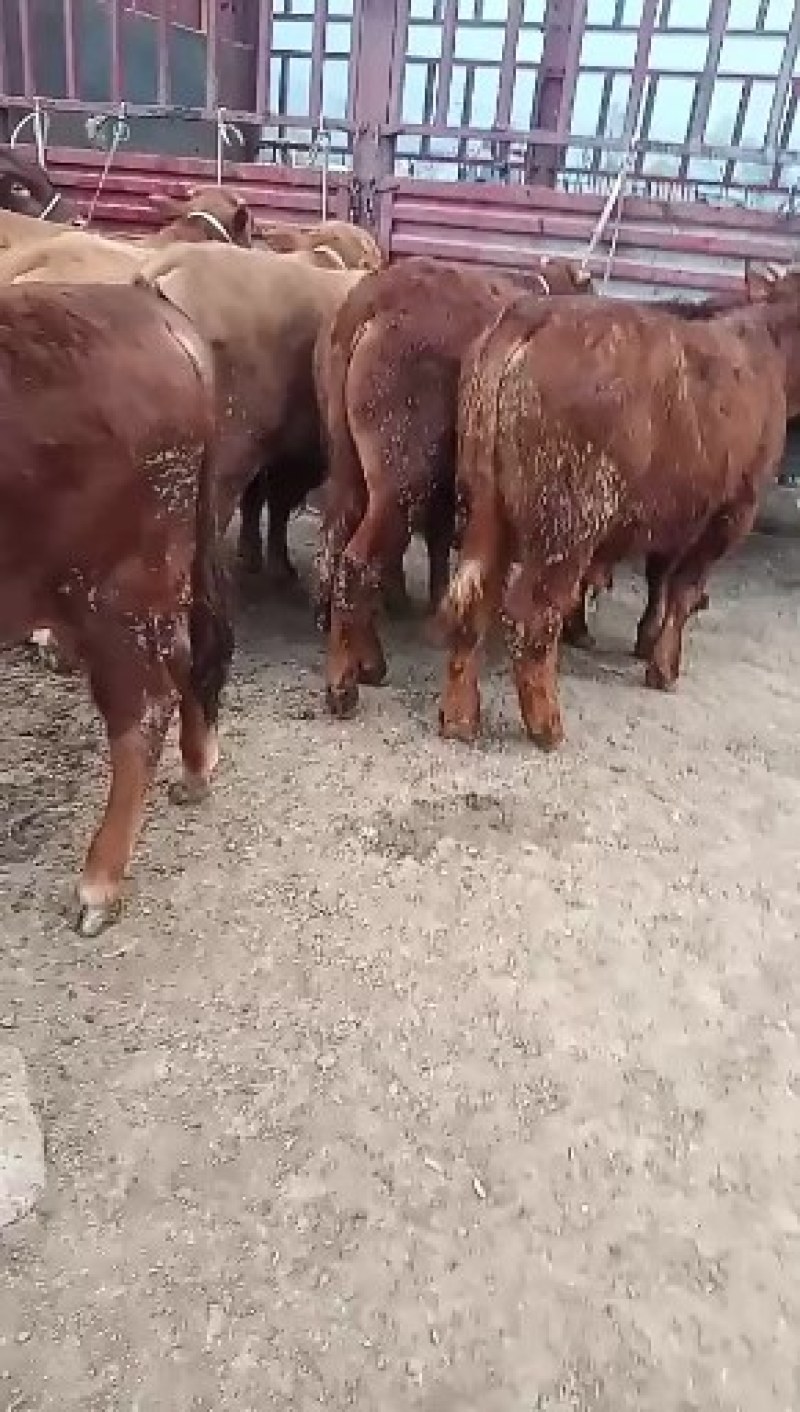 成品肉牛，品种齐全，肉牛，犊子。牛仔怀孕母牛大公牛大母牛