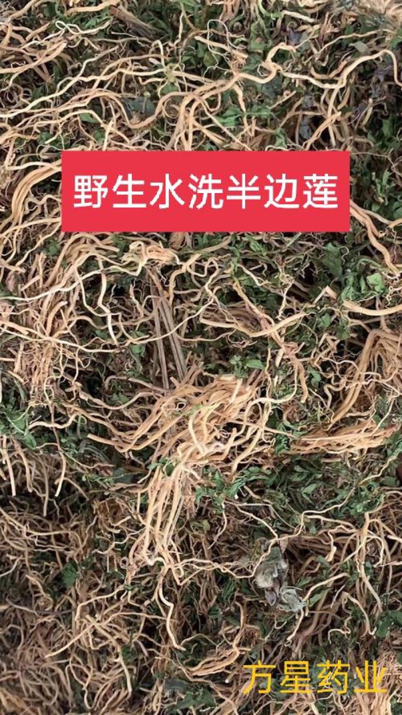 半边莲，正品野生水洗半边莲质量保证，欢迎咨询选购！