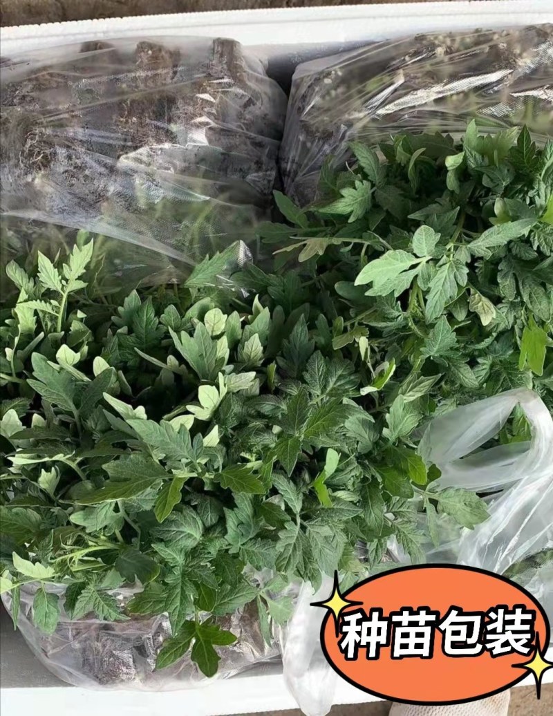 西红柿苗越冬大粉西红柿苗抗病毒抗死棵大果产量高