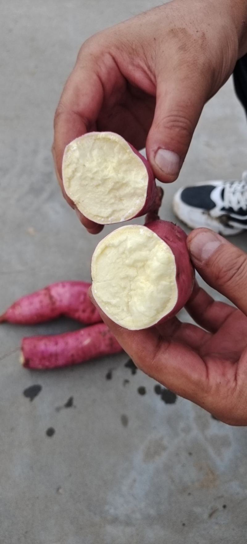 合阳红薯基地，货源充足，价格优惠欢迎老板致电