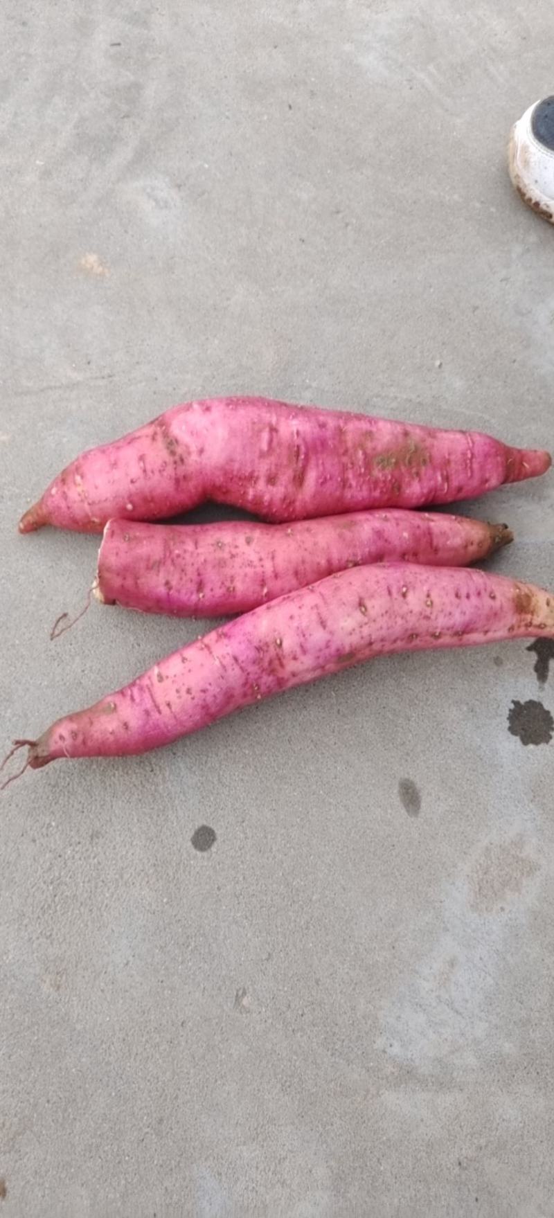 合阳红薯基地，货源充足，价格优惠欢迎老板致电
