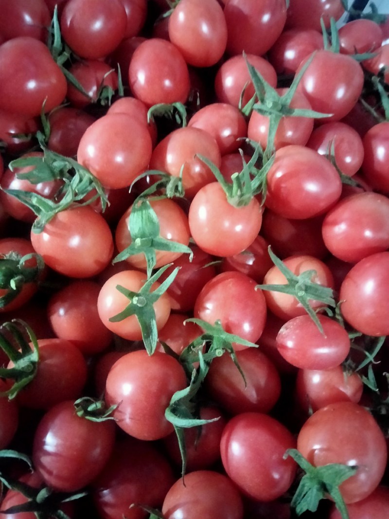 千禧贝贝圣女果，量特别大口感特别甜