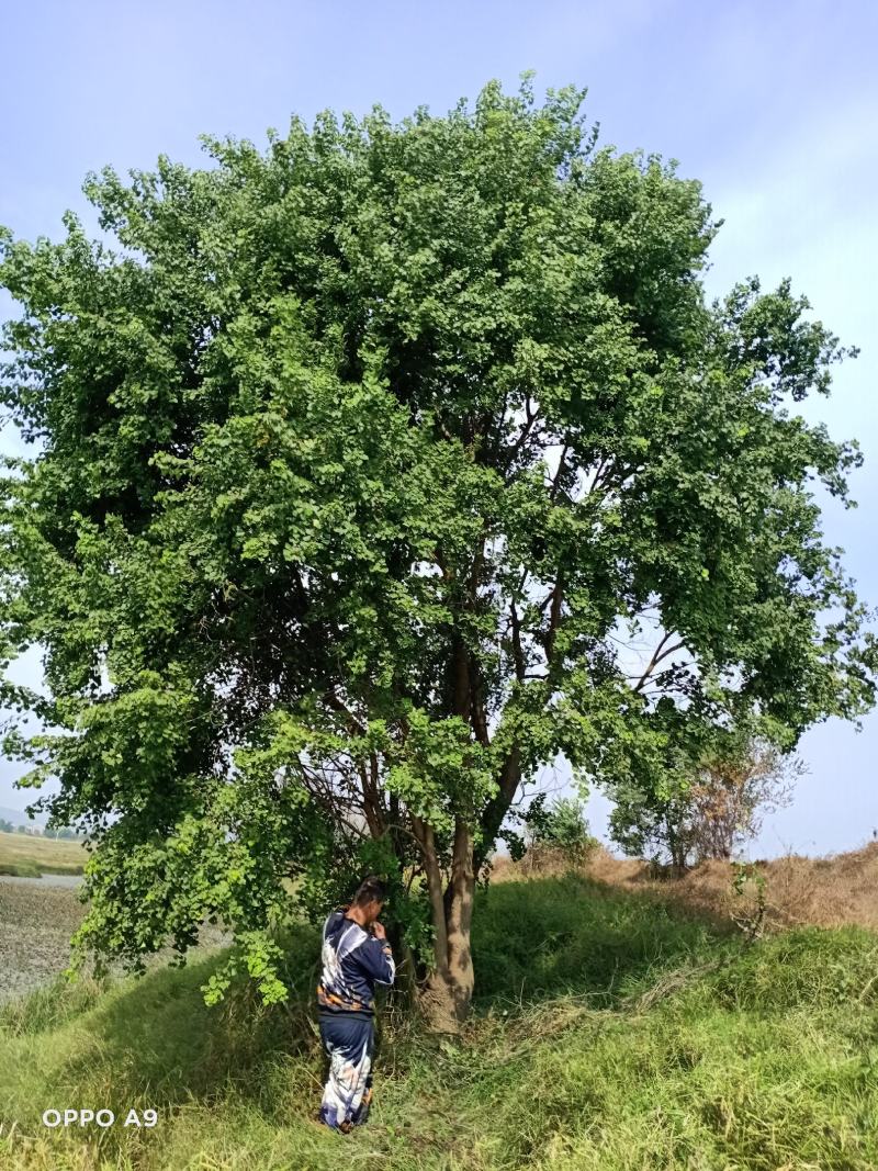 大量出售原生精品乌桕、丛生乌桕、单杆乌桕一手货源！