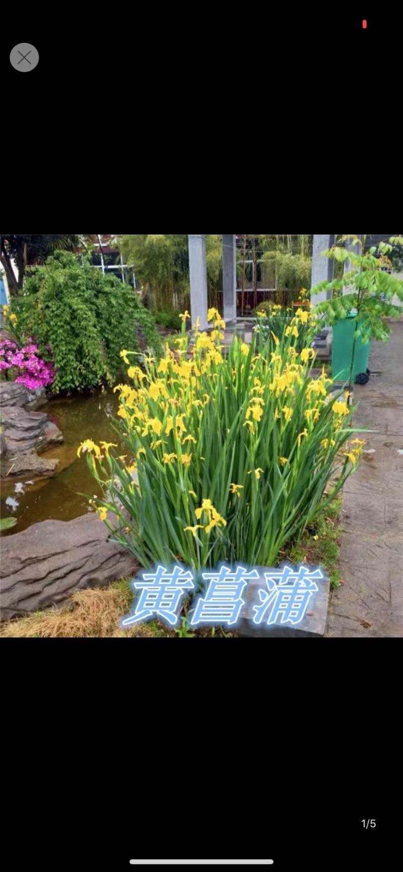 黄菖蒲花苗水生植物花卉黄鸢尾湿地绿化水栽地栽工程绿化香蒲