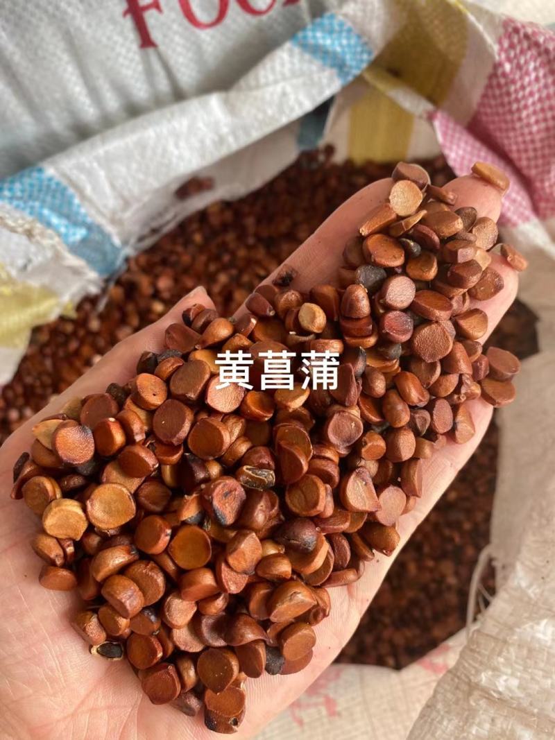 黄菖蒲花苗水生植物花卉黄鸢尾湿地绿化水栽地栽工程绿化香蒲