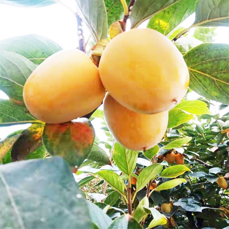 山西汾阳孝义牛心柿子大量供应自家果园采摘