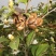 油茶种子山茶籽新种子新果实油茶籽自榨茶树籽油茶子带壳油料