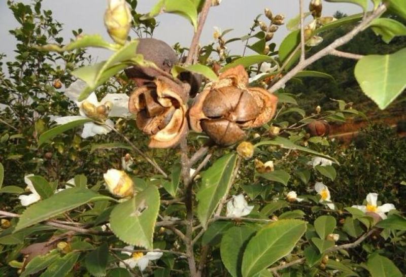油茶种子山茶籽新种子新果实油茶籽自榨茶树籽油茶子带壳油料