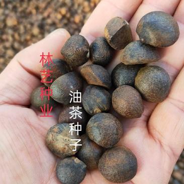 油茶种子山茶籽新种子新果实油茶籽自榨茶树籽油茶子带壳油料