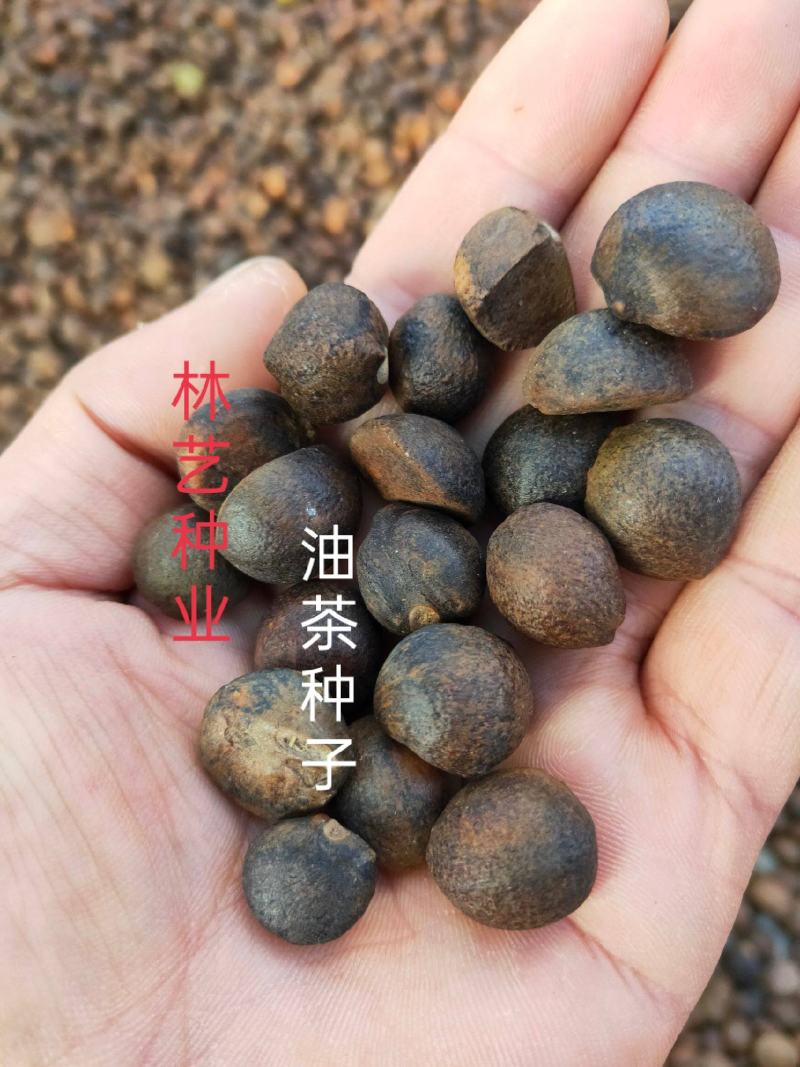 油茶种子山茶籽新种子新果实油茶籽自榨茶树籽油茶子带壳油料