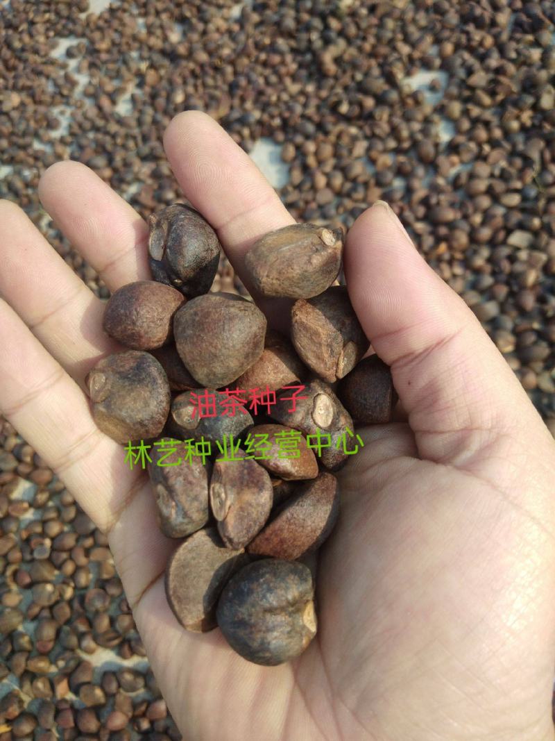 油茶种子山茶籽新种子新果实油茶籽自榨茶树籽油茶子带壳油料