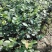 油茶种子山茶籽新种子新果实油茶籽自榨茶树籽油茶子带壳油料