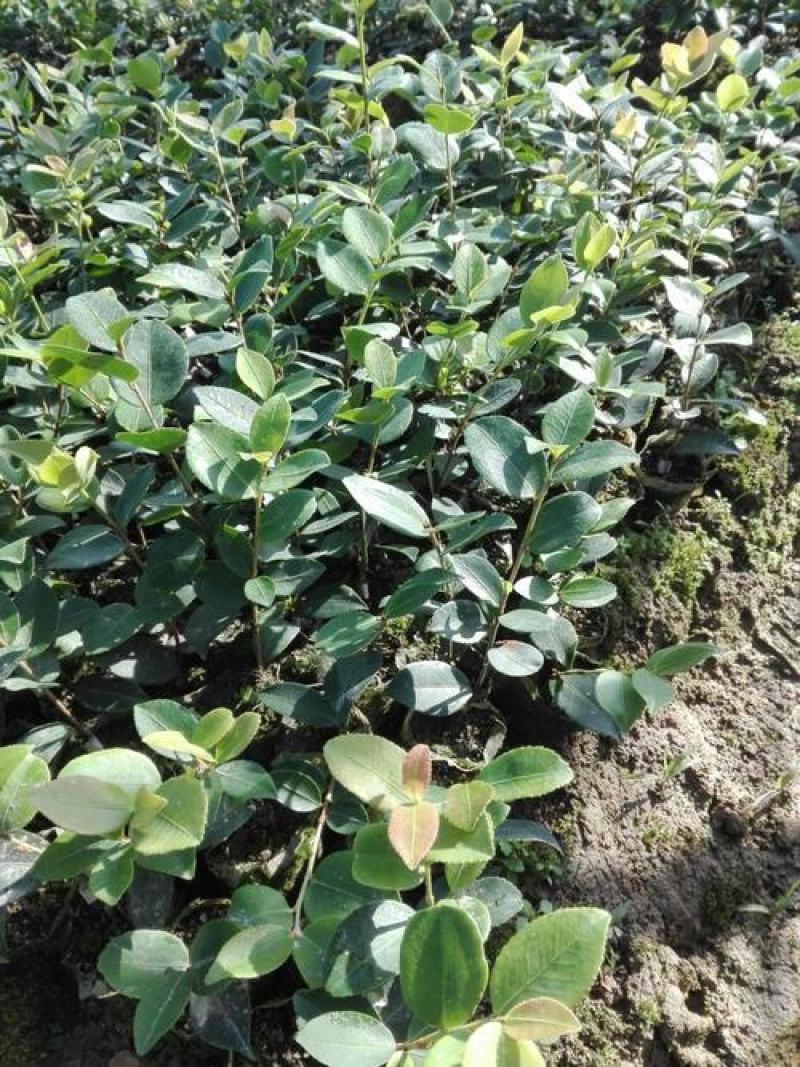 油茶种子山茶籽新种子新果实油茶籽自榨茶树籽油茶子带壳油料