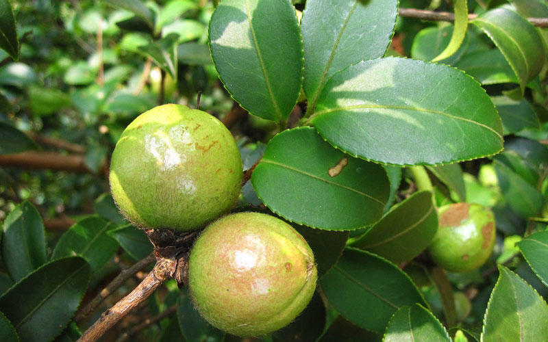 油茶种子山茶籽新种子新果实油茶籽自榨茶树籽油茶子带壳油料