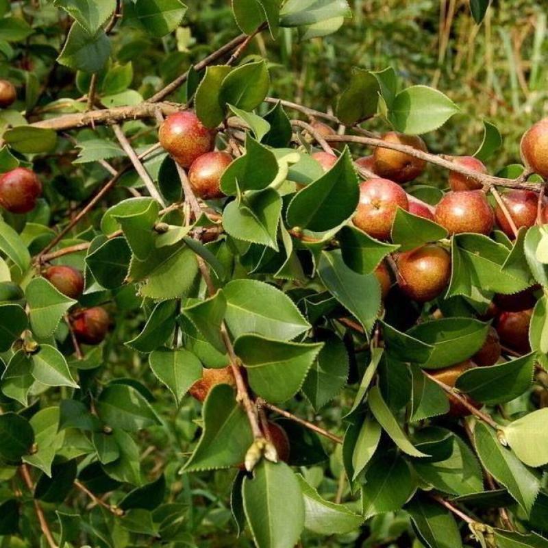 油茶种子山茶籽新种子新果实油茶籽自榨茶树籽油茶子带壳油料