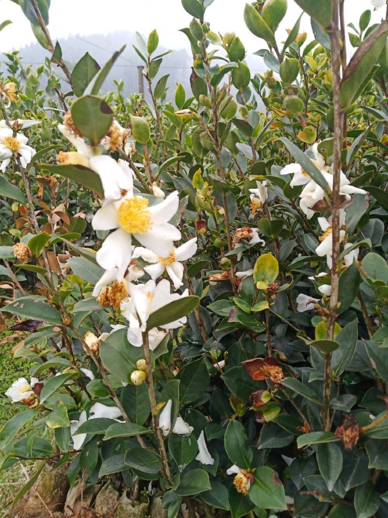 油茶种子山茶籽新种子新果实油茶籽自榨茶树籽油茶子带壳油料
