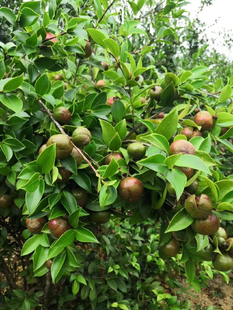 油茶种子山茶籽新种子新果实油茶籽自榨茶树籽油茶子带壳油料