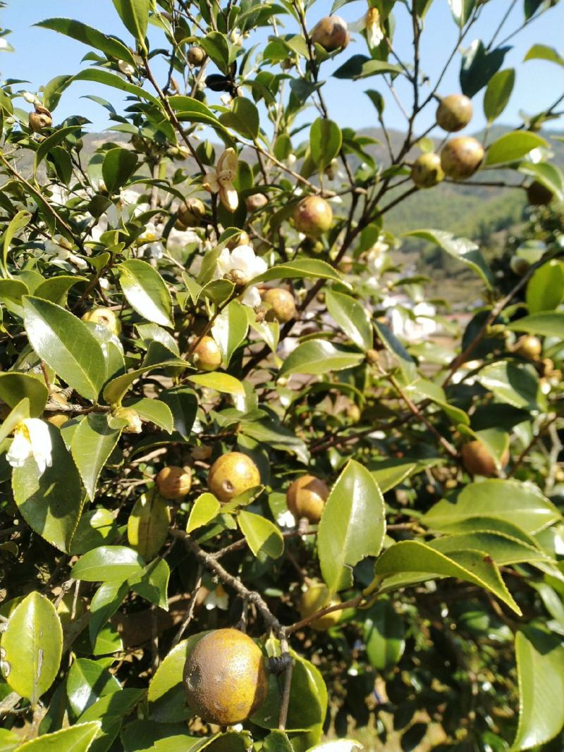 油茶种子山茶籽新种子新果实油茶籽自榨茶树籽油茶子带壳油料