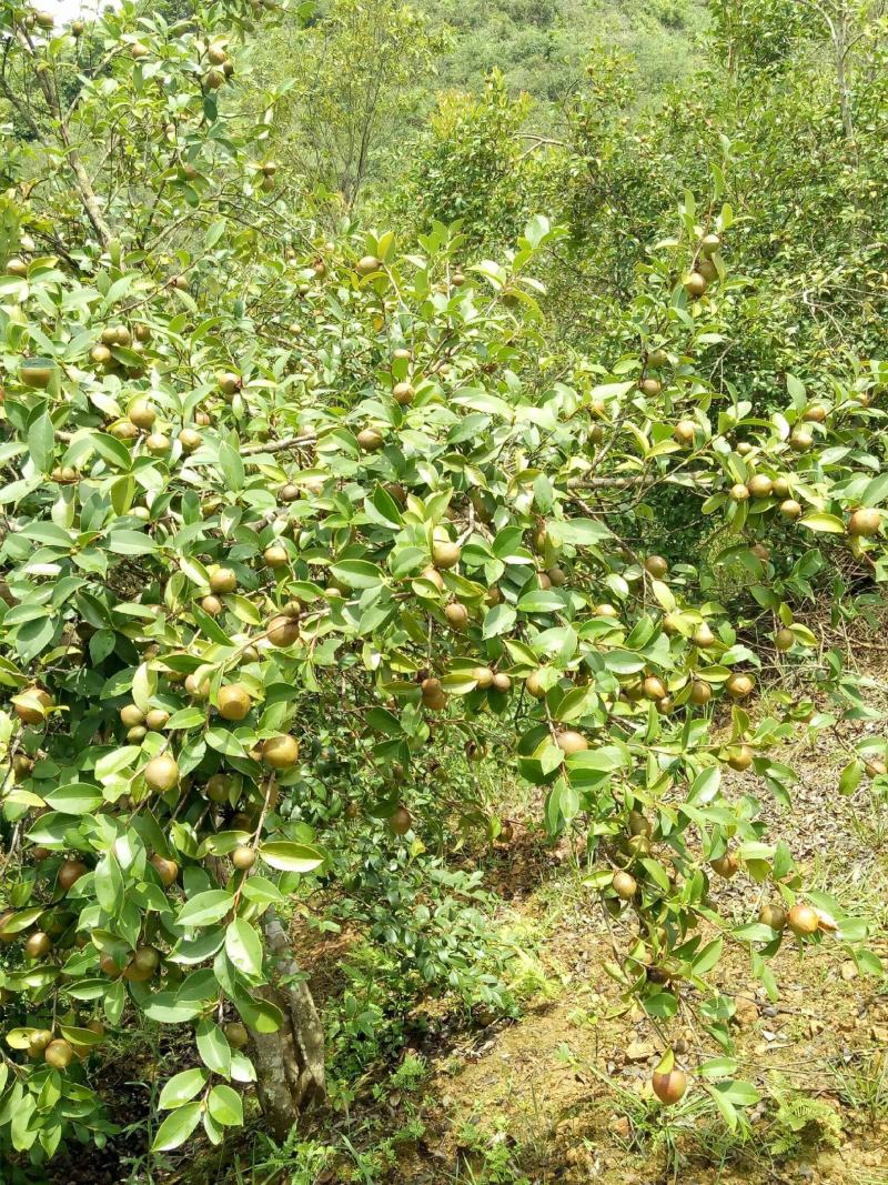 油茶种子山茶籽新种子新果实油茶籽自榨茶树籽油茶子带壳油料