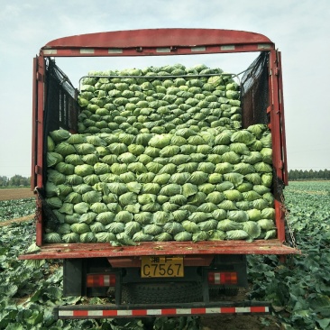 扁包菜