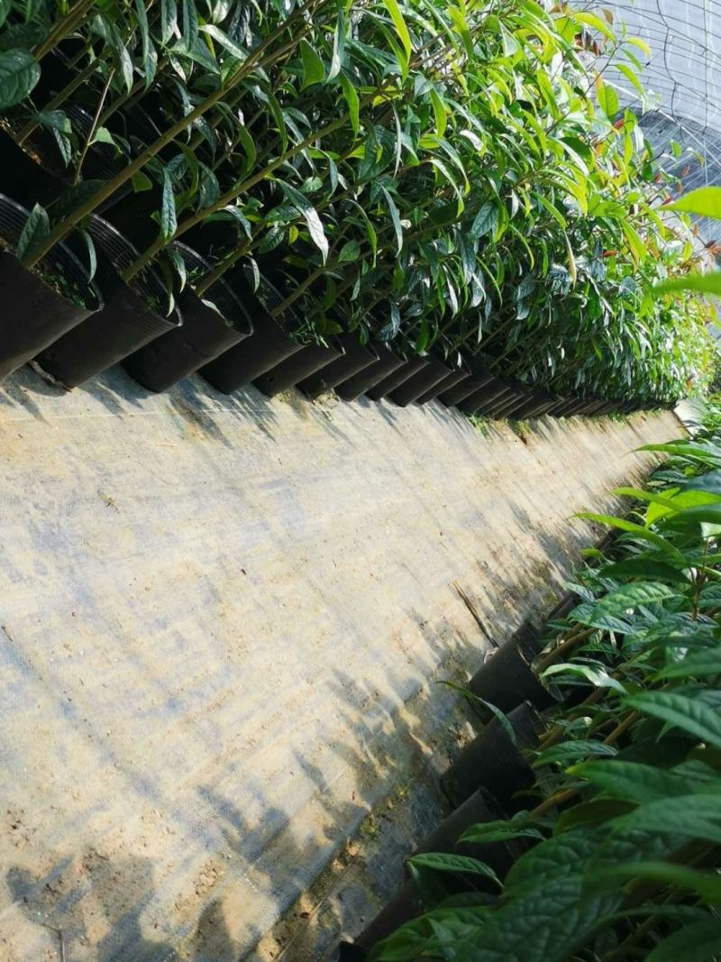 金花茶苗防城金花茶树名贵种金花茶树苗广西防普金花茶盆栽茶