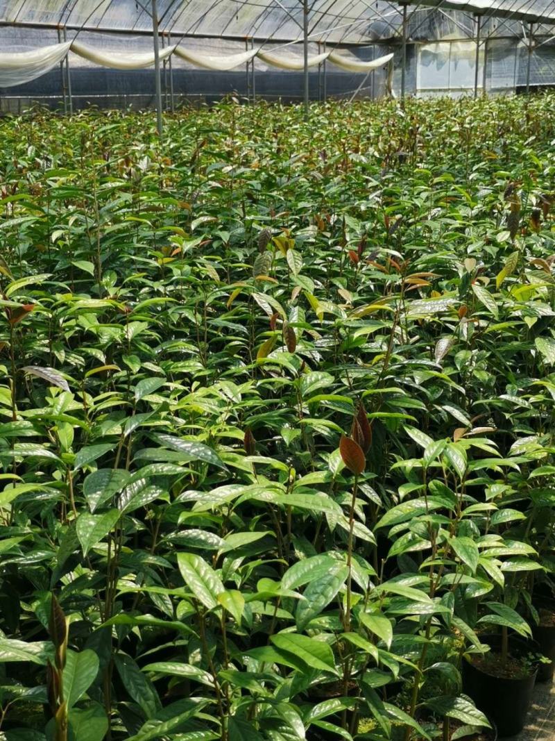 金花茶苗防城金花茶树名贵种金花茶树苗广西防普金花茶盆栽茶