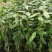 金花茶苗防城金花茶树名贵种金花茶树苗广西防普金花茶盆栽茶